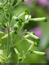 Nicotiana paniculata, siertabak