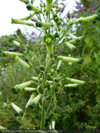 Nicotiana paniculata, siertabak