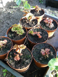 voortrekken begonia's