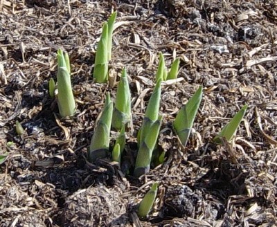 hosta-neuzen