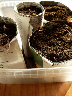 kranten Papier zaaipotjes