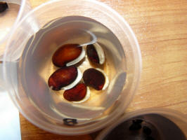 zaden lablab purpureus voorweken