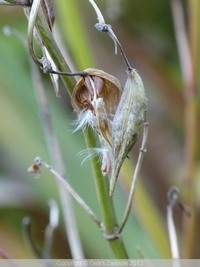zaaddoos asclepias incarnata