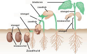 kiemen van zaden