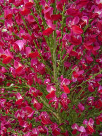 cysitus scoparius boskoop ruby