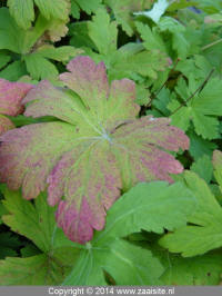 geranium cantabrigiense biokovo blad (leaves)