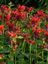 monarda jacob cline