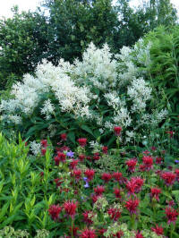monarda jacob cline met persicaria polymorpha