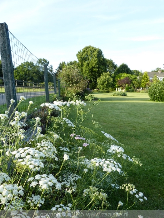 ammi majus - witte kantbloem