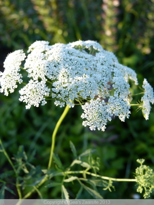 ammi majus - witte kantbloem