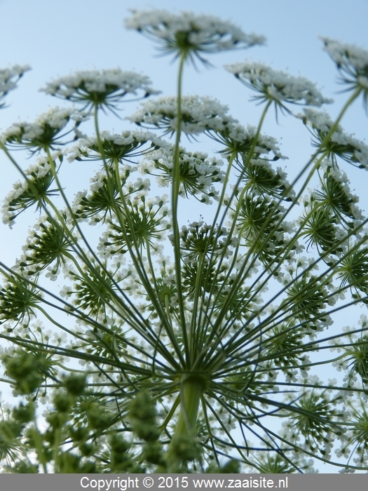 ammi majus - witte kantbloem