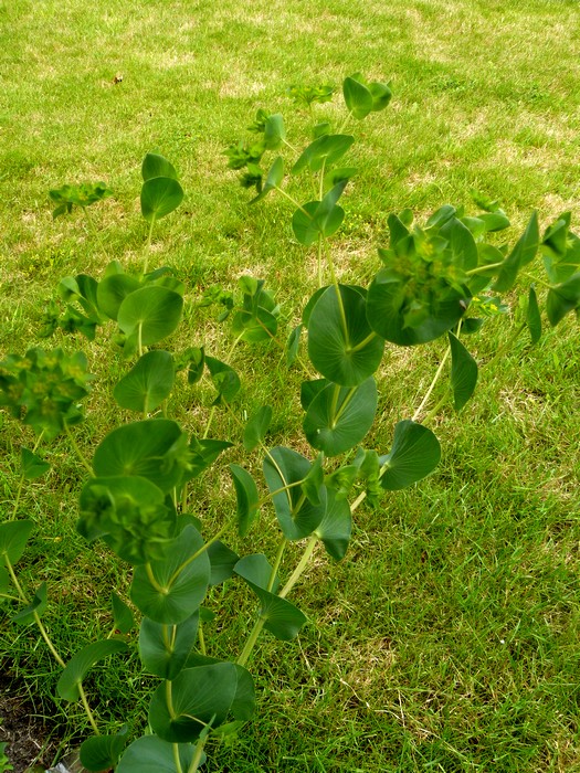 bupleurum rotundifolium - blad