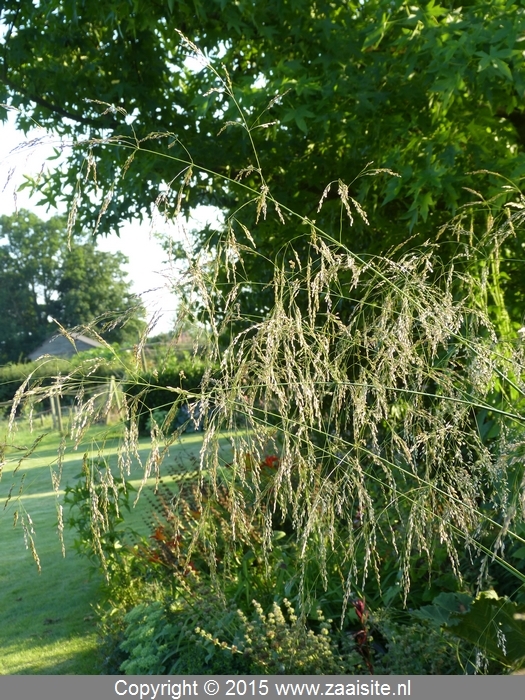 deschampsia cespitosa - ruwe smele