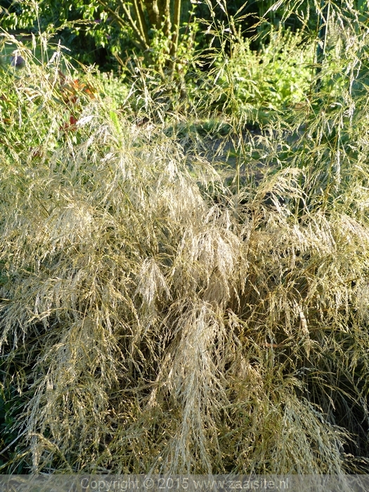 deschampsia cespitosa - herfst