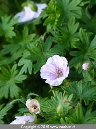 geranium sanguineum striatum