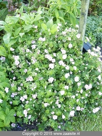 geranium sanguineum striatum