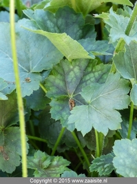 heuchera sanguineus splendens blad