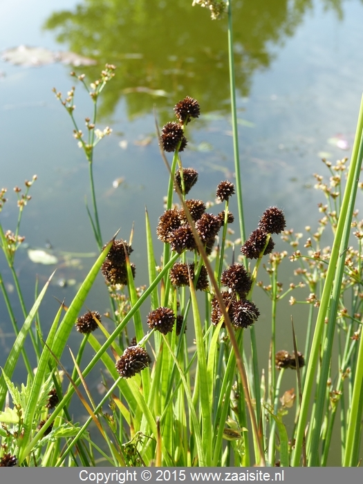 juncus ensifolius - dwergbies