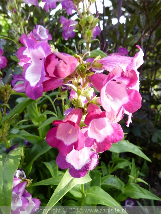 penstemon hartwegii phoenix violet, slangenkop