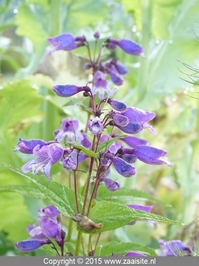 penstemon smallii