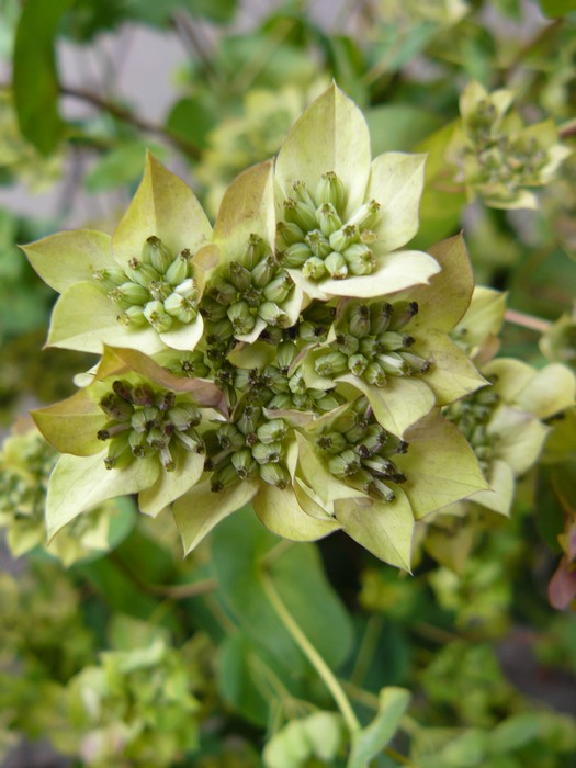 bupleurum rotundifolium zaad