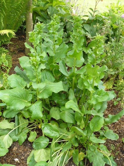 eryngium planum 