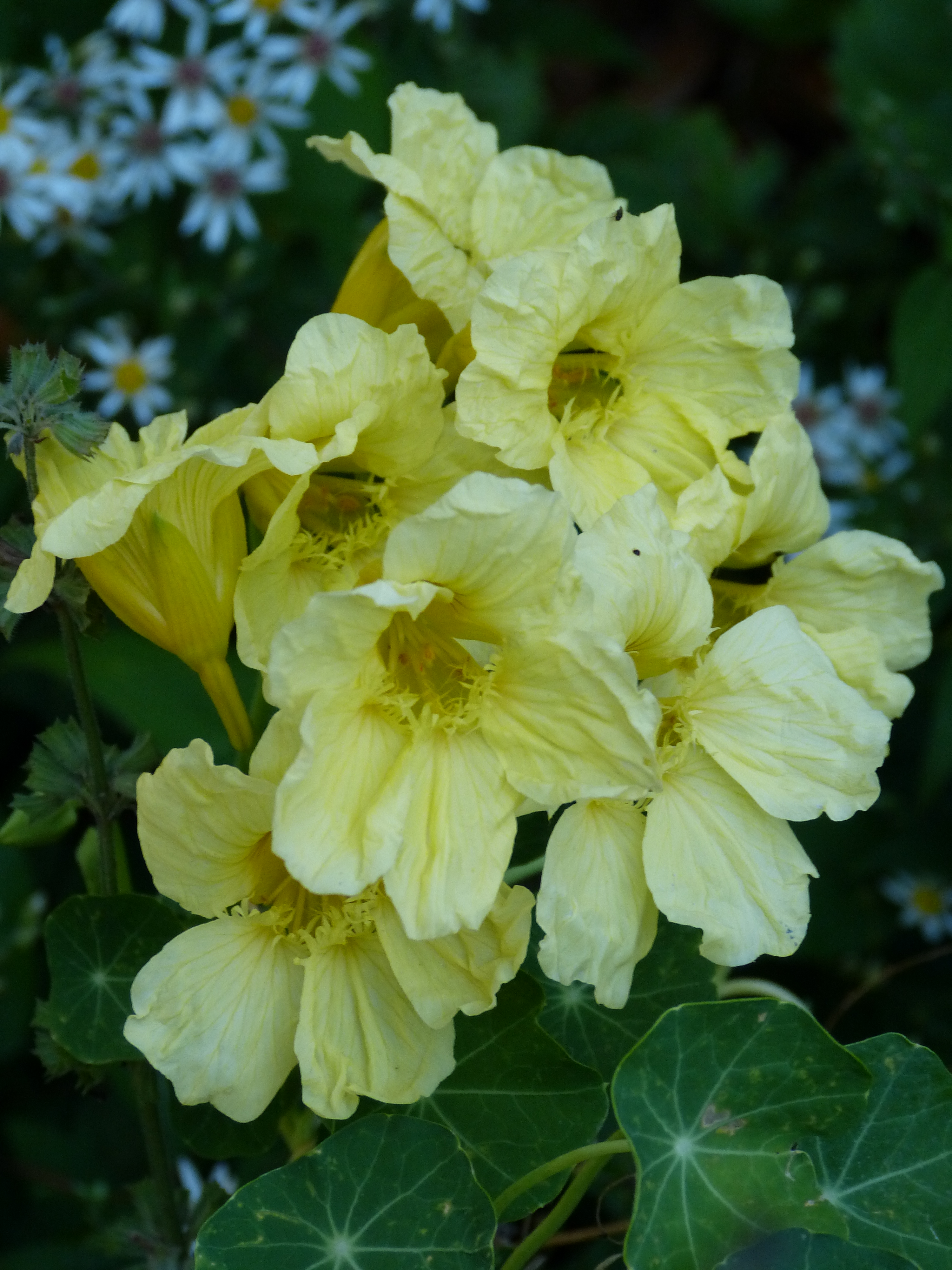 tropaeolum milkmaid, oost indische kers