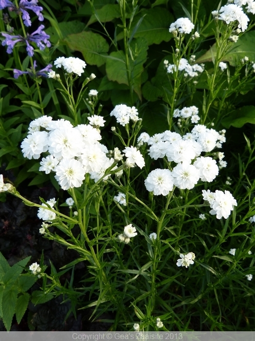 achillea ptarmica the pearl, wilde bertram