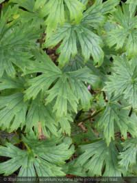 aconitum vulparia, gele monnikskap, blad