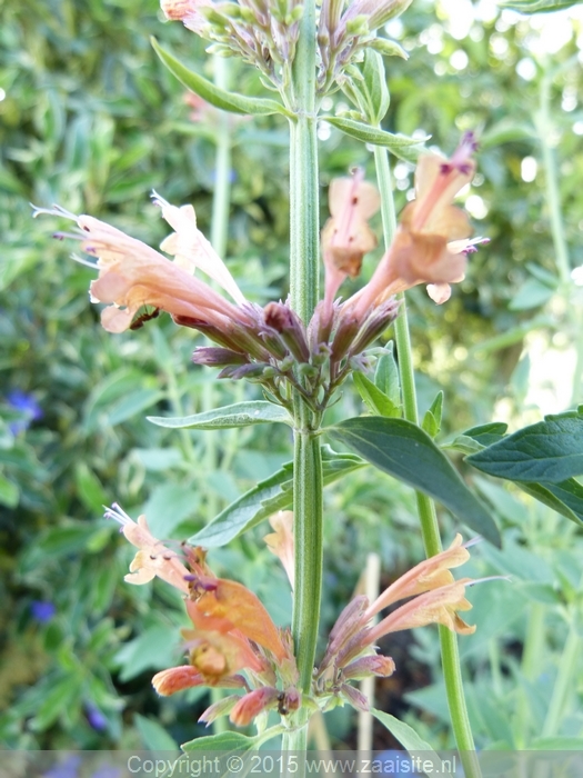 agastache aurantiaca apricot sprite, kolibrimunt