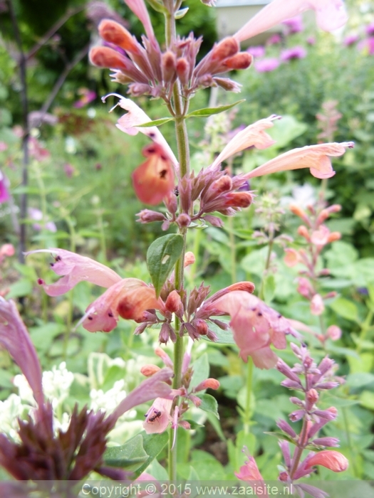 agastache aurantiaca apricot sprite, kolibrimunt