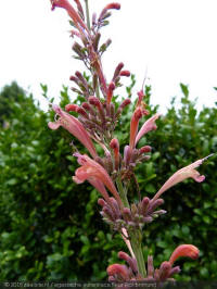 agastache aurantiaca fleur