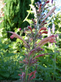 agastache aurantiaca fleur