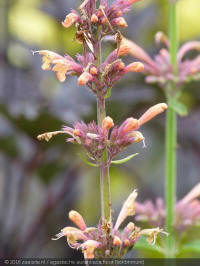 agastache aurantiaca fleur