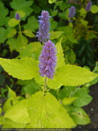 agastache golden jubilee