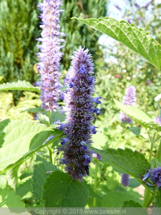 agastache mexicanum, mexicaanse munt