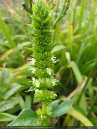 agastache nepetoides green candles, dropplant