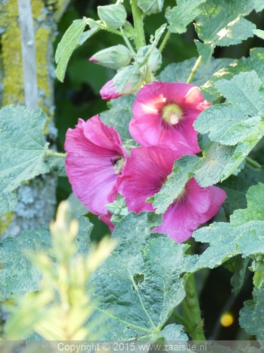 alcea rosea byout - stokroos