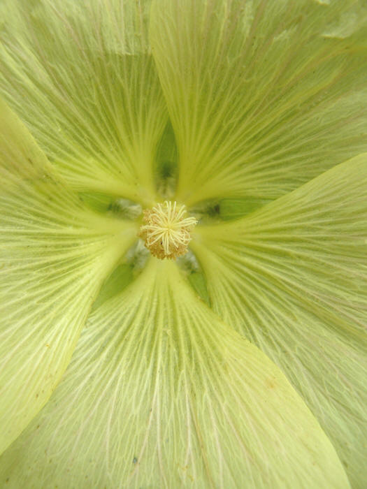 alcea rosea soft yellow - stokroos