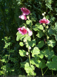 alcea pallida, balkan stokroos