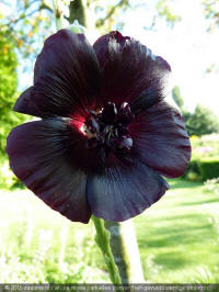 Alcea rosea Parkallee Purper