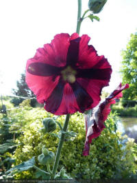 Alcea Beaujolais, stokroos