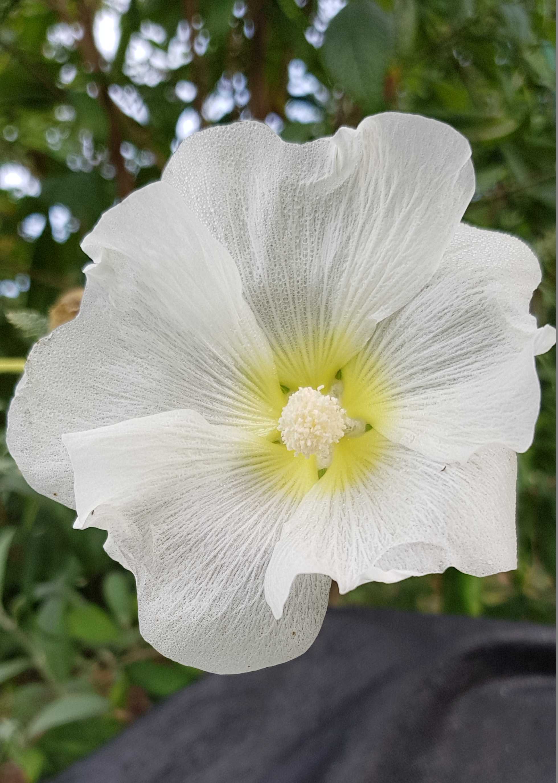 Alcea rosea Coffee Cream