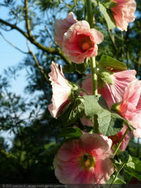 alcea rosea gentle, stokroos