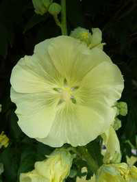 alcea rosea yellow