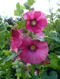 alcea rosea byout - stokroos