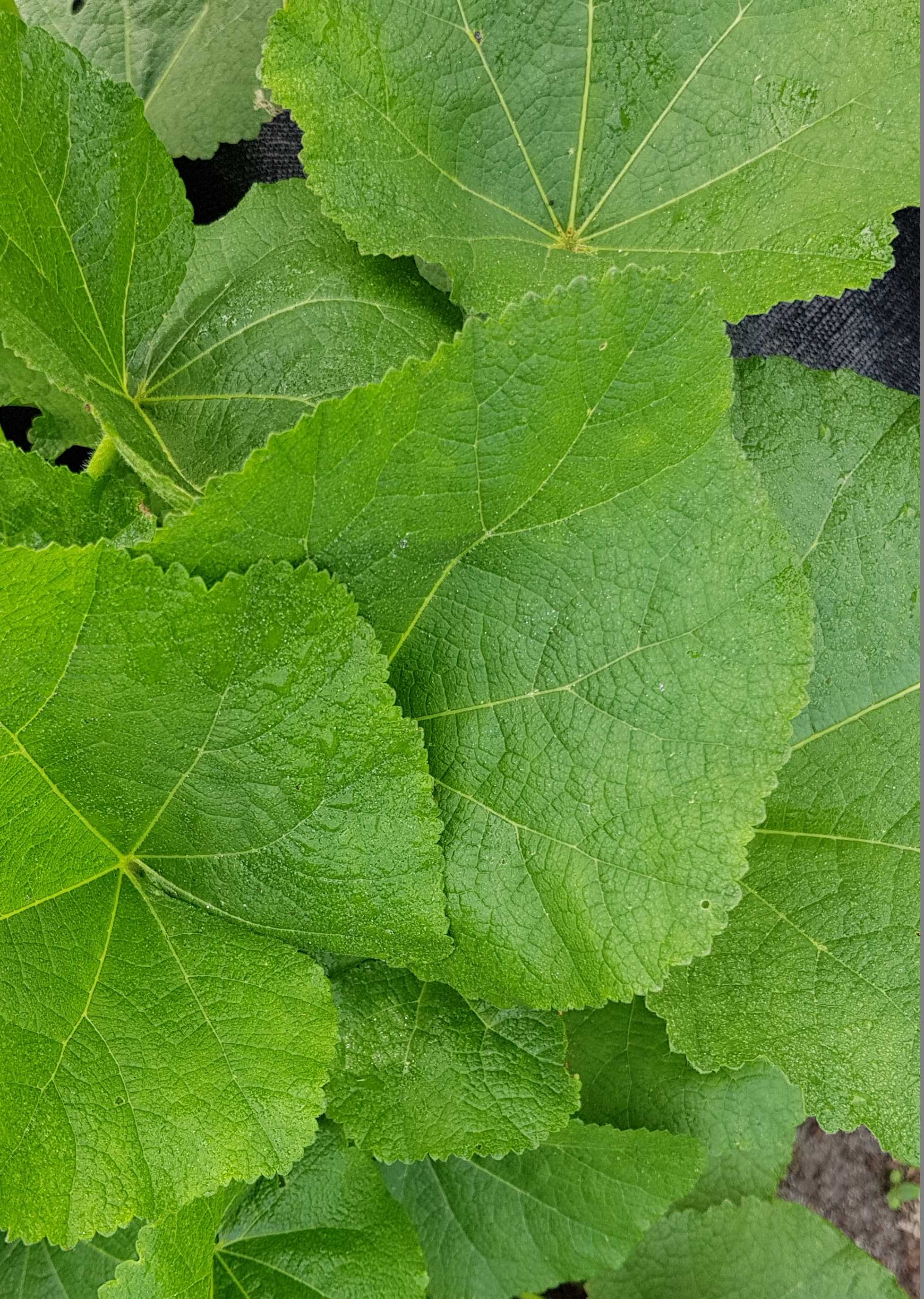 Alcea rosea blad, leaves