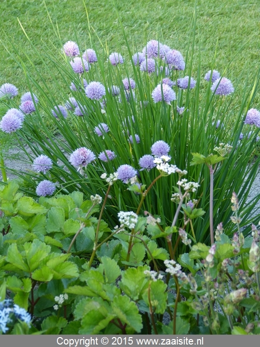 allium siberian chives