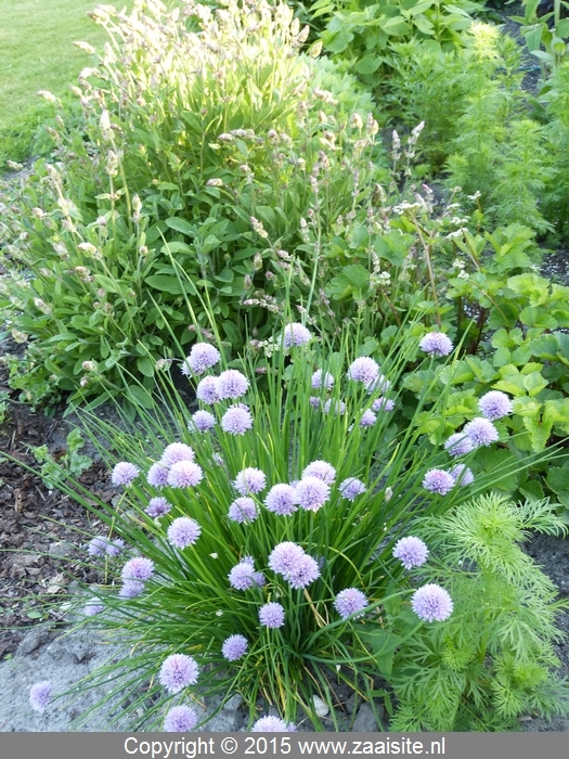 allium nutans siberian chives