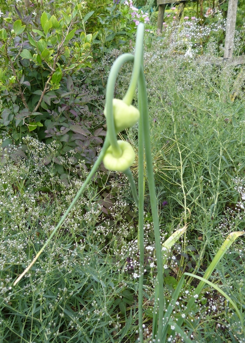 Alium sativum ophioscorodon, esculaap ui